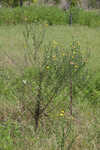 Soft goldenaster